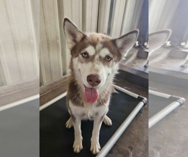 Medium Photo #2 Huskies -Unknown Mix Puppy For Sale in El Centro, CA, USA