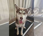 Small #1 Huskies  Mix