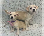Small #2 Puggle
