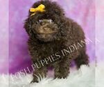 Small Photo #64 Poodle (Miniature) Puppy For Sale in WARSAW, IN, USA