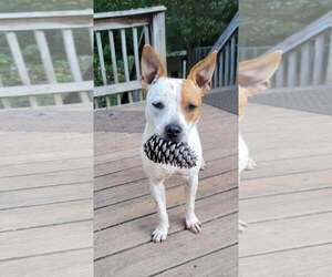 American Staffordshire Terrier-Red Heeler Mix Dogs for adoption in Arlington, VA, USA
