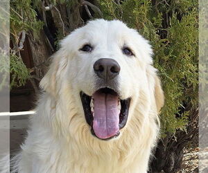 Great Pyrenees-Unknown Mix Dogs for adoption in Albuquerque, NM, USA