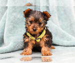 Small Yorkshire Terrier