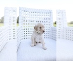 Small #4 Goldendoodle