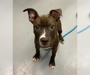 American Pit Bull Terrier Dogs for adoption in Peoria, IL, USA