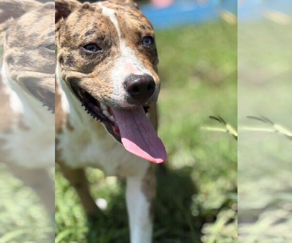 Medium Photo #2 Catahoula Leopard Dog-Unknown Mix Puppy For Sale in Virginia Beach, VA, USA