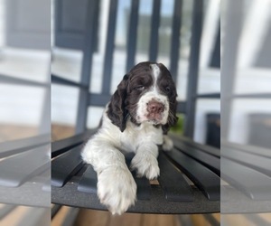 English Springer Spaniel Puppy for Sale in MILAN, Georgia USA