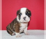 Small Photo #4 Bulldog Puppy For Sale in HIALEAH, FL, USA
