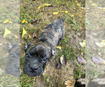 Puppy 2 French Bulldog