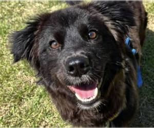 Retriever -Unknown Mix Dogs for adoption in San Ramon, CA, USA