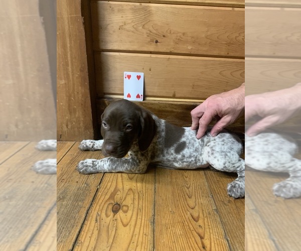 Medium Photo #6 German Shorthaired Pointer Puppy For Sale in FLEETWOOD, NC, USA