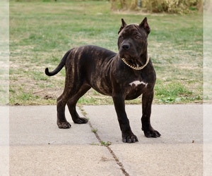 American Bully Puppy for sale in CHAMPAIGN, IL, USA
