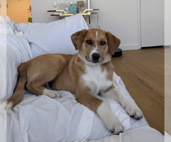 Medium Photo #3 Mutt Puppy For Sale in Brooklyn, NY, USA