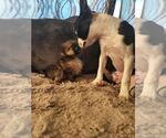 Small Photo #3 Pomeranian Puppy For Sale in HOPKINSVILLE/PRINCETON, KY, NH, USA