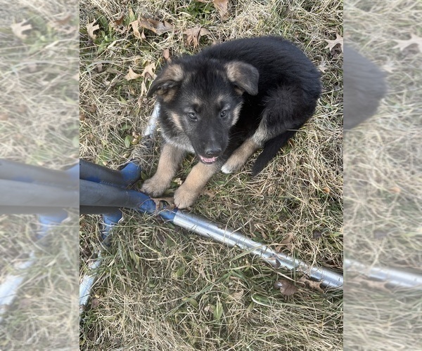 Medium Photo #10 German Shepherd Dog Puppy For Sale in SUMPTER TWP, MI, USA