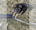 Small Photo #10 German Shepherd Dog Puppy For Sale in SUMPTER TWP, MI, USA