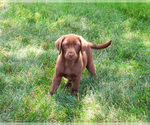 Small #2 Labrador Retriever