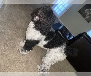 Poodle (Standard) Puppy for sale in DULUTH, GA, USA