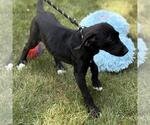 Small #1 Labrador Retriever Mix