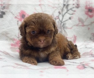 Medium ShihPoo