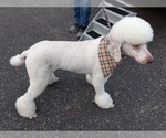 Small Photo #1 Goldendoodle Puppy For Sale in HINCKLEY, MN, USA
