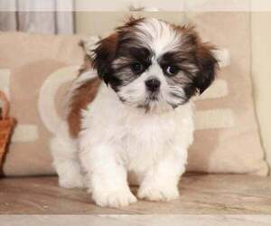 Shih Tzu Puppy for sale in MOUNT VERNON, OH, USA
