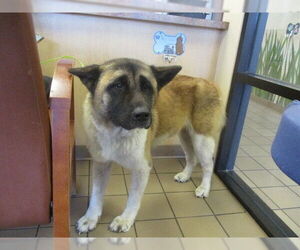 Akita-Unknown Mix Dogs for adoption in Ocala, FL, USA