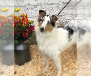 Collie Puppy for sale in WATERVILLE, IA, USA