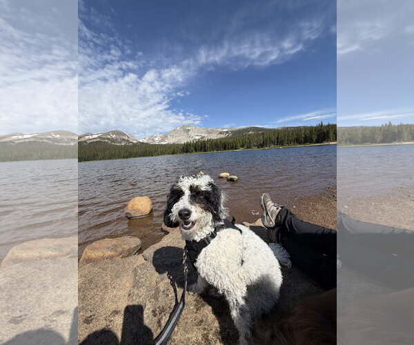 Medium Photo #1 Bernese Mountain Dog-Poodle (Miniature) Mix Puppy For Sale in Aurora, CO, USA