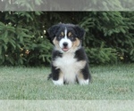 Small Photo #2 Australian Shepherd Puppy For Sale in CARMEL, IN, USA