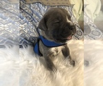 Small Photo #1 Cane Corso Puppy For Sale in BARGAINTOWN, NJ, USA