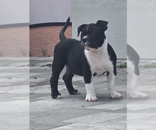 Medium Photo #1 American Bully Puppy For Sale in NORTH PORT, FL, USA