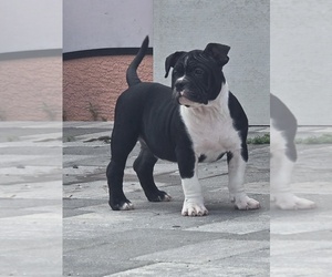 American Bully Puppy for sale in NORTH PORT, FL, USA