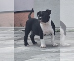 Image preview for Ad Listing. Nickname: Panther