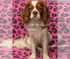 Father of the Cavalier King Charles Spaniel puppies born on 01/12/2024
