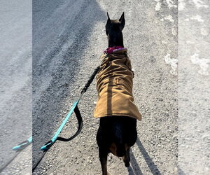Nellie Adoption Pending! - Female Doberman Pinscher Dog for Adoption - Photo #16