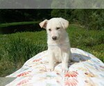 Small #3 German Shepherd Dog