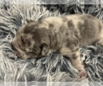 Puppy Cosmo French Bulldog