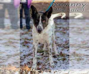 Danny - Male Pointer-Unknown Mix Dog for Adoption - Photo #3