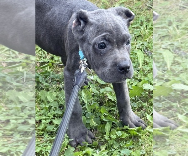 Medium Photo #28 Cane Corso Puppy For Sale in ANDERSON, IN, USA