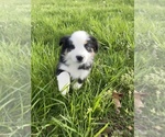 Small Photo #28 Australian Shepherd Puppy For Sale in EXETER, MO, USA