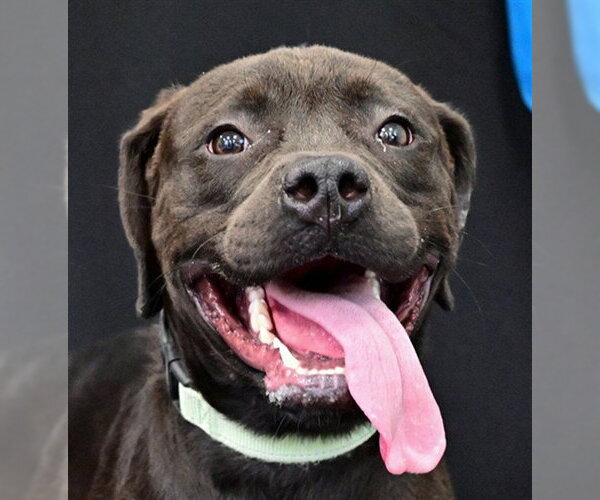 Medium Photo #1 American Pit Bull Terrier Puppy For Sale in Ocala, FL, USA