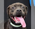 SALLY MARIE - Female American Pit Bull Terrier Dog for Adoption - Small photo