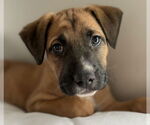 Small #3 Mastiff Mix