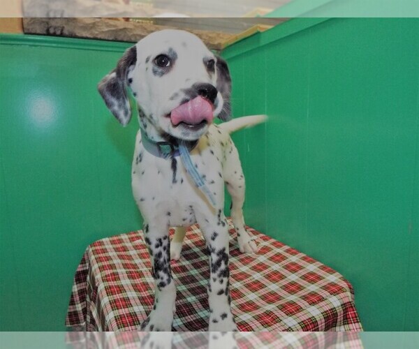 Medium Photo #2 Dalmatian Puppy For Sale in PATERSON, NJ, USA