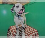Small Photo #2 Dalmatian Puppy For Sale in PATERSON, NJ, USA