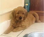 Small #8 Golden Retriever