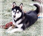Small Photo #1 Siberian Husky Puppy For Sale in Peralta, NM, USA