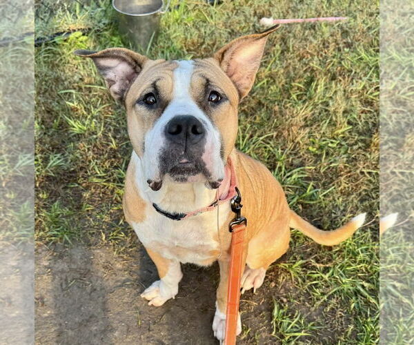 Medium Photo #1 American Pit Bull Terrier-Unknown Mix Puppy For Sale in Millersville, MD, USA