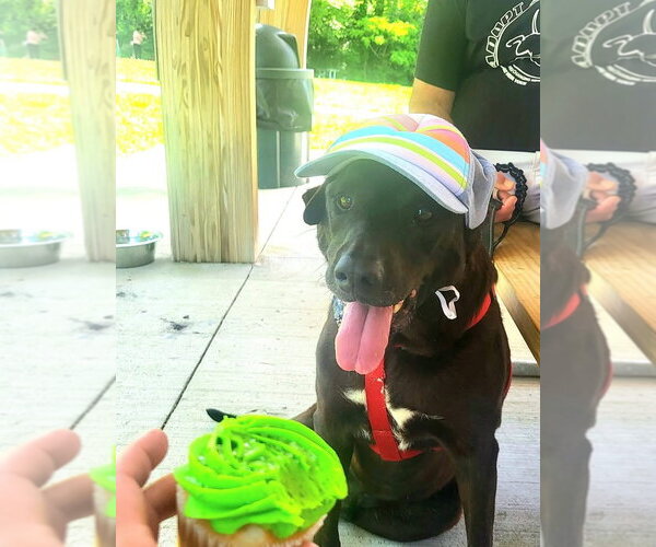 Medium Photo #4 Labrador Retriever-Unknown Mix Puppy For Sale in Germantown, OH, USA